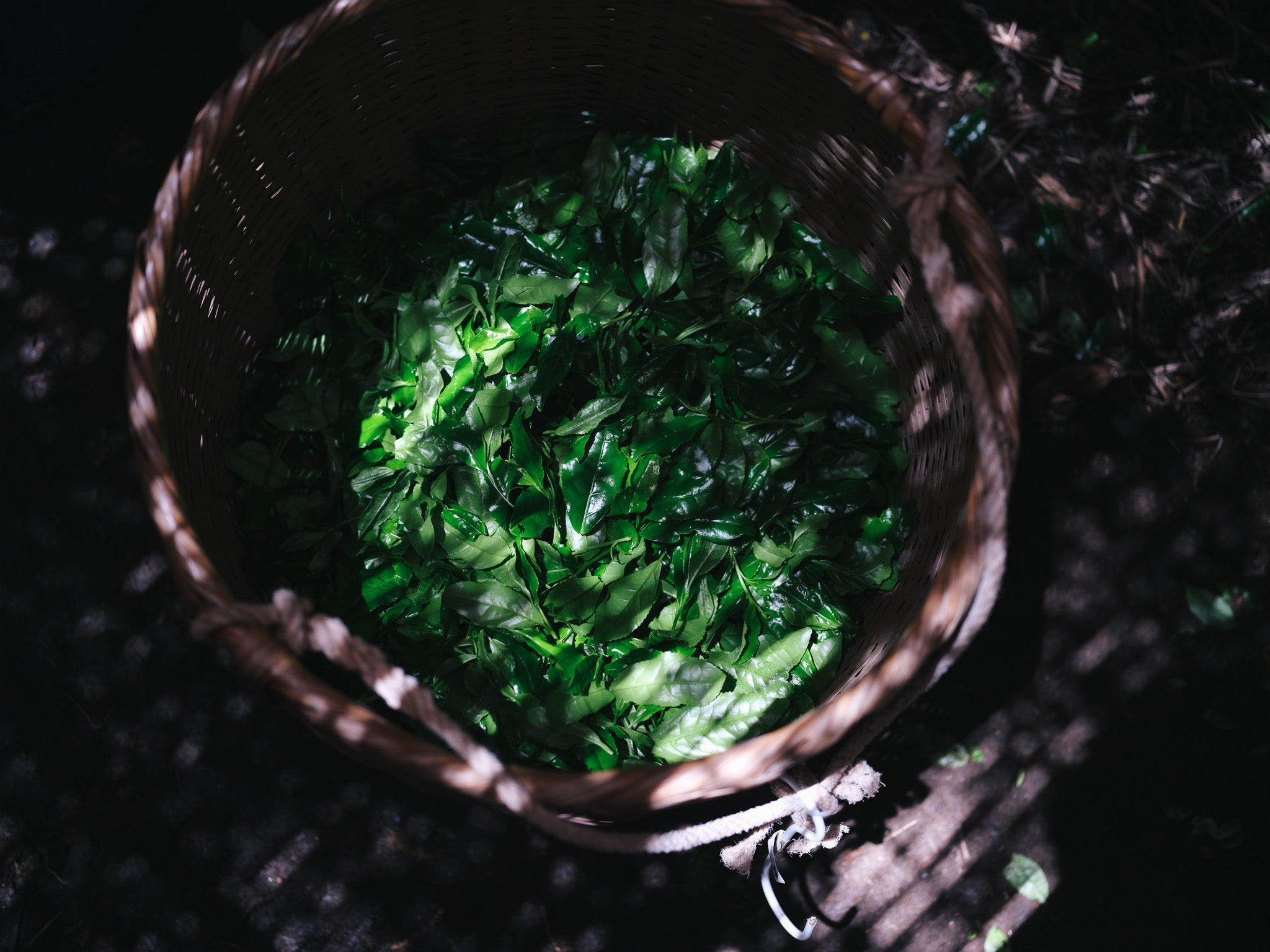 Inside Japan's Matcha Harvest: A Season in Hoshinomura – Kettl