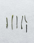 Chiran Sencha