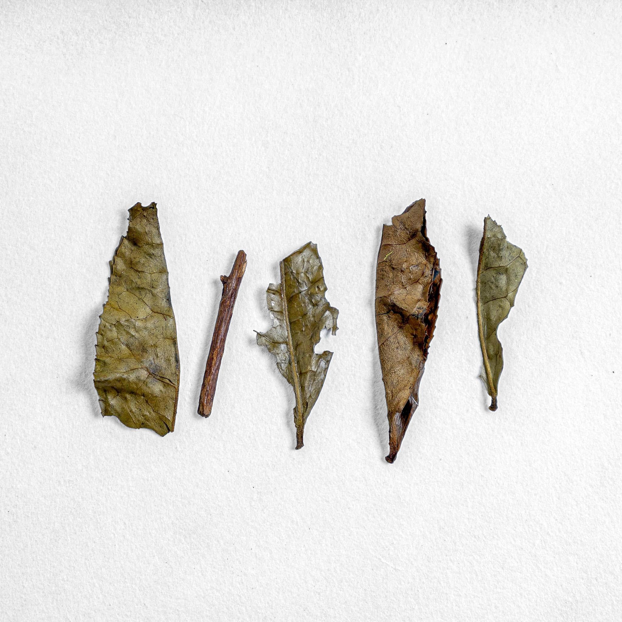 茶 himipa Iribancha Houjicha – Kettl