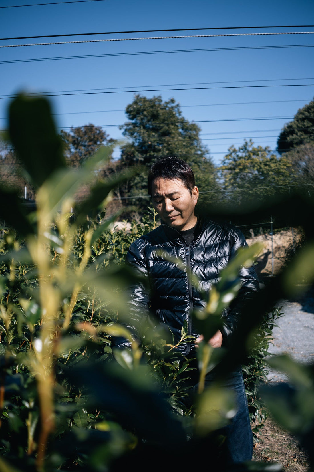 kiyoharu Tsuji in his Uji tea field