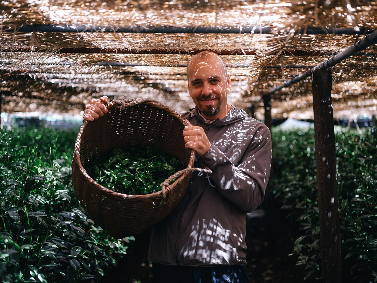 Kettl founder Zach Mangan in a Yame tea field