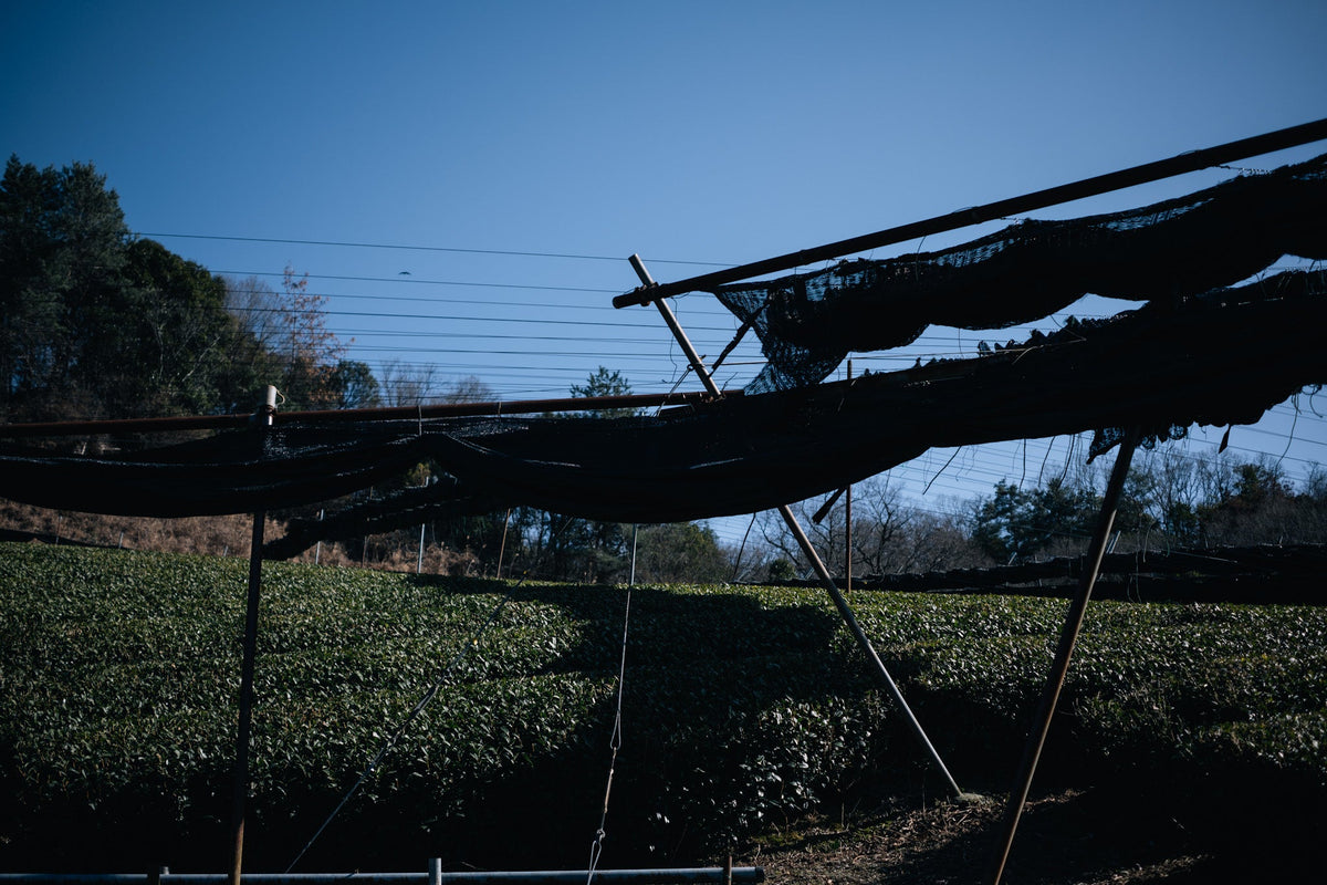 Uji tea field