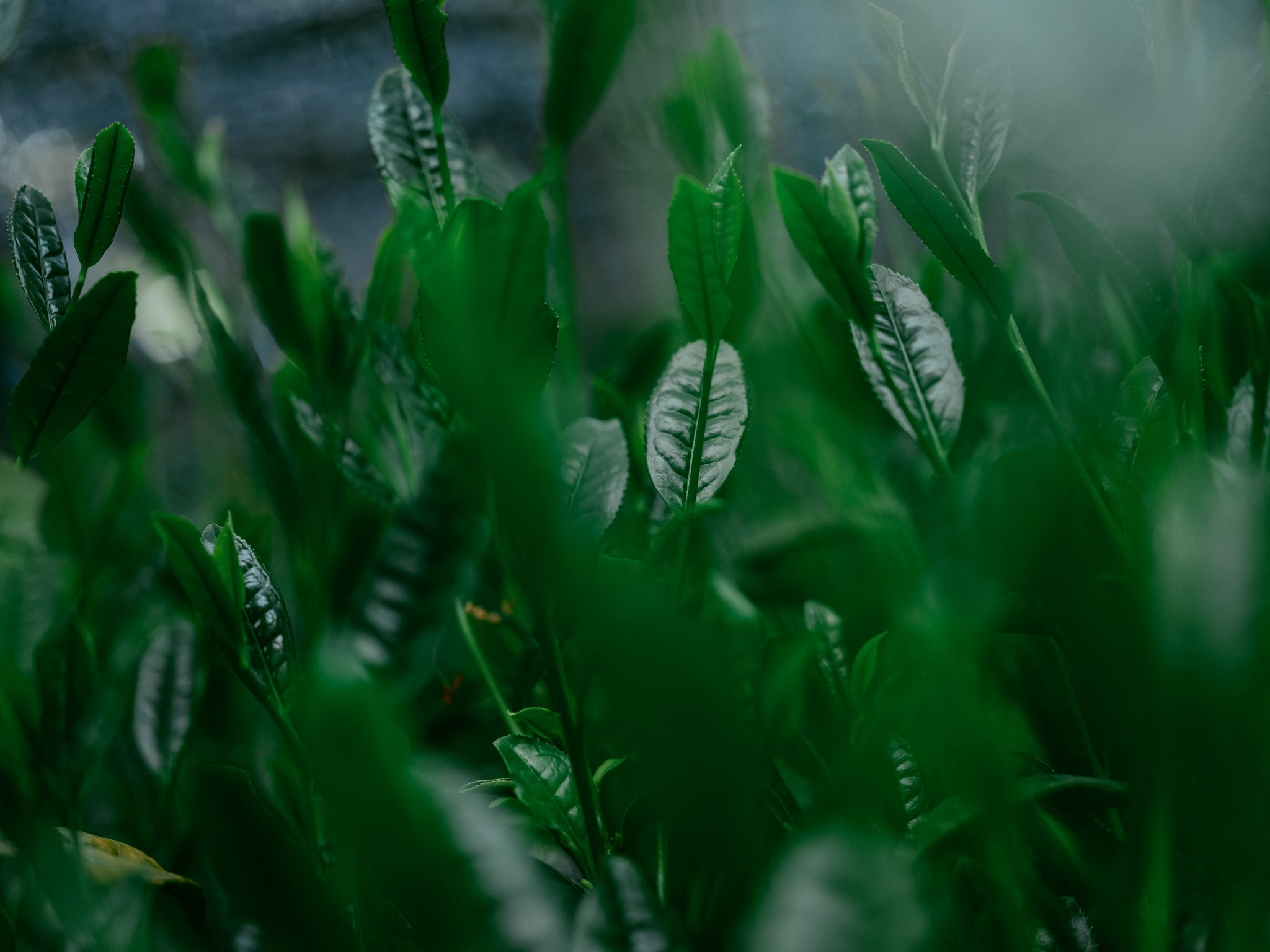 Wholesale Loose Tea And Tea Bags For Service