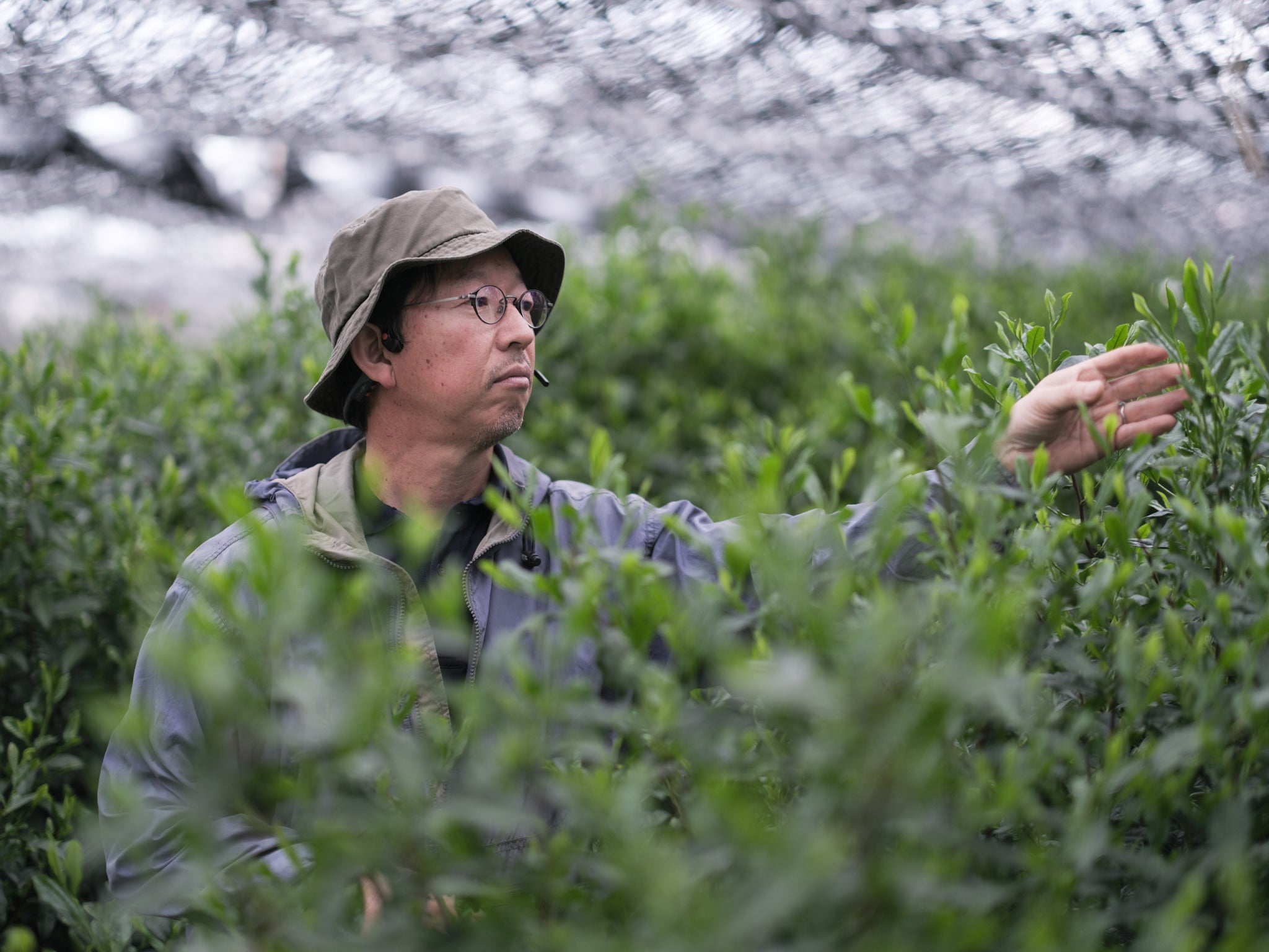 Furukawa Family Matcha