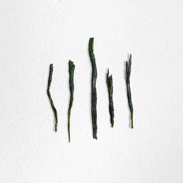 Sumire Sencha