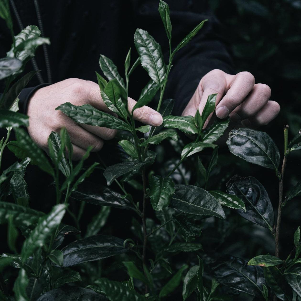 Shirakawa Legacy Matcha Blend