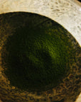 Gokasho Organic Samidori Matcha