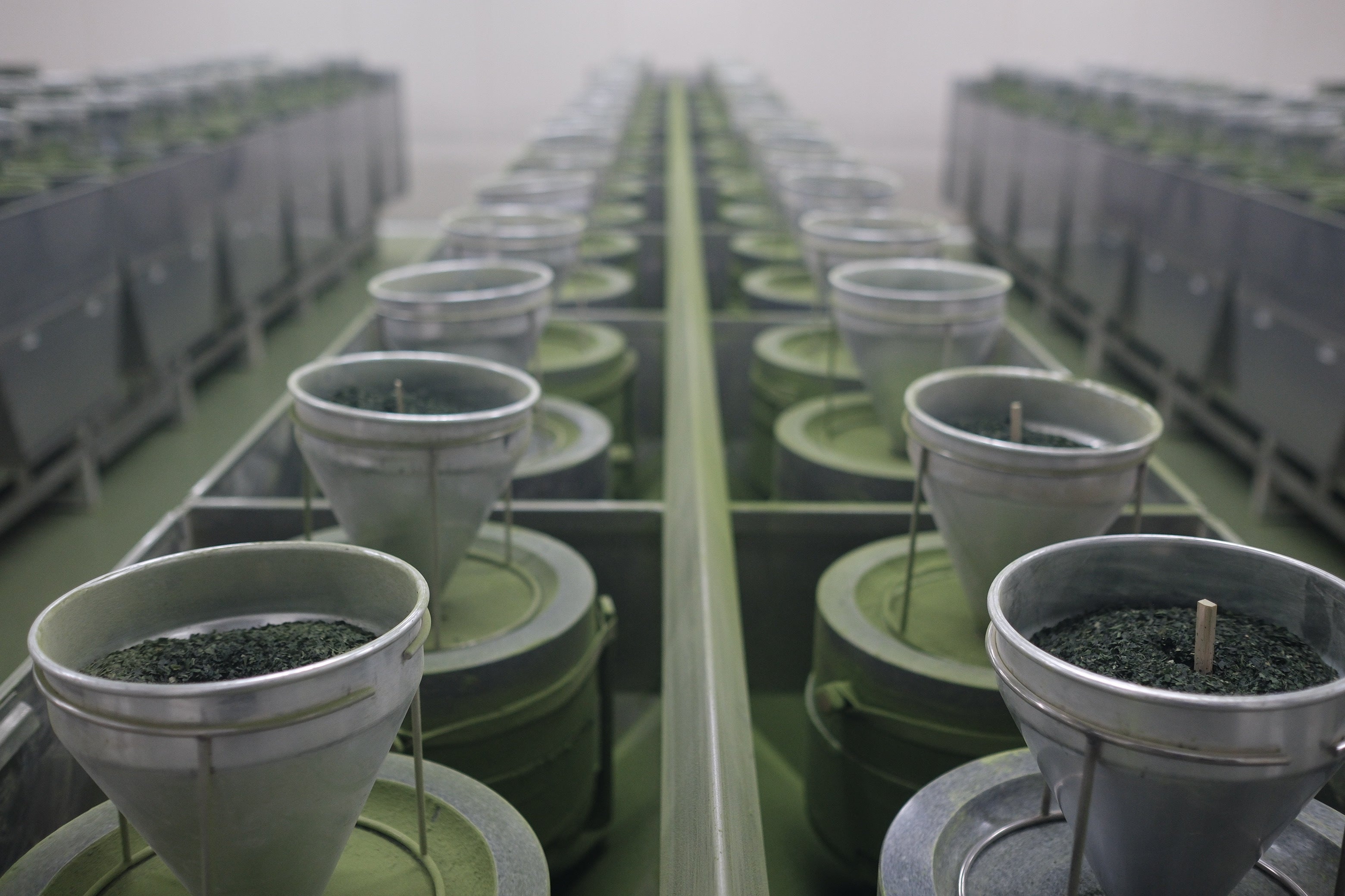 まっちゃ 抹茶｜京都・宇治 中村藤吉本店公式オンラインストア