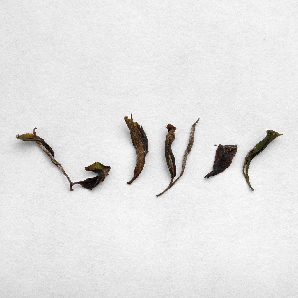 Tsuguto Hattori Hand Picked White Tea