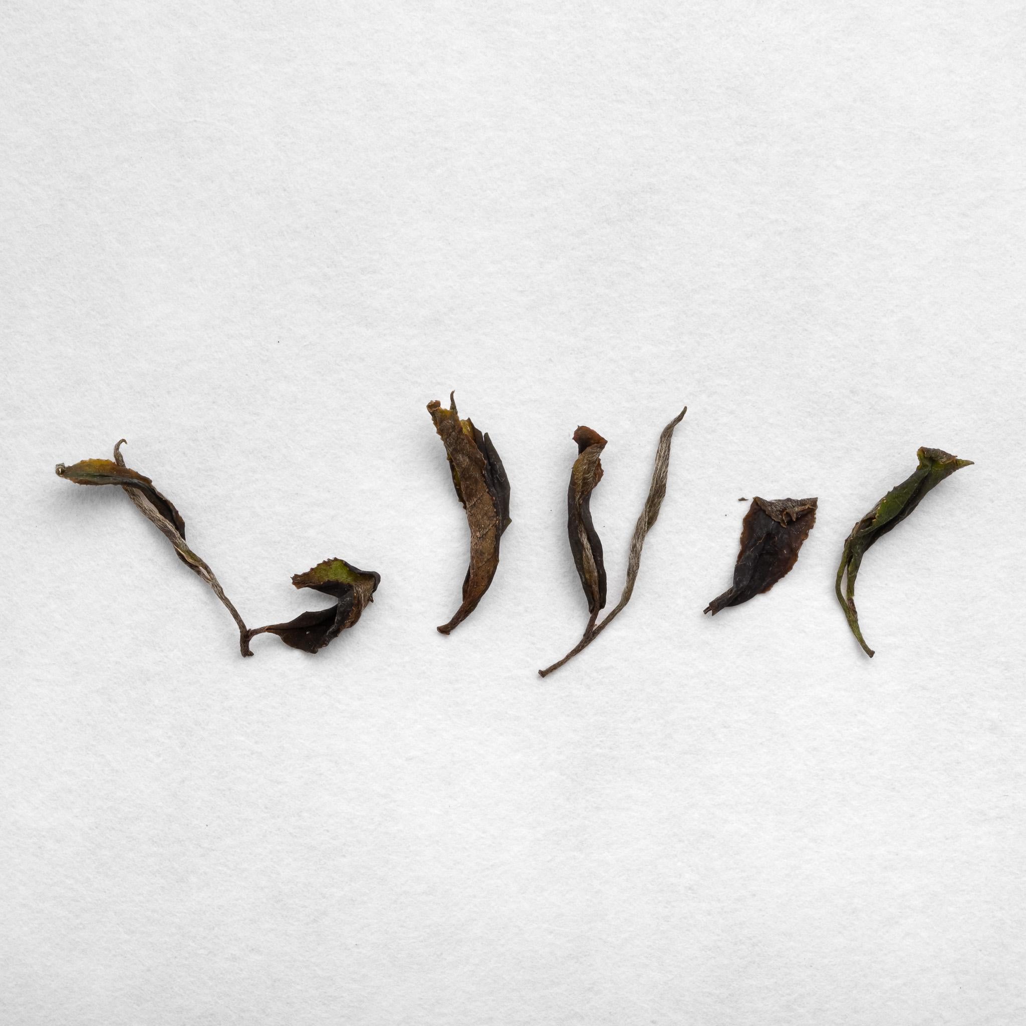 Tsuguto Hattori Hand Picked White Tea