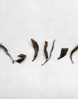 Tsuguto Hattori Hand Picked White Tea