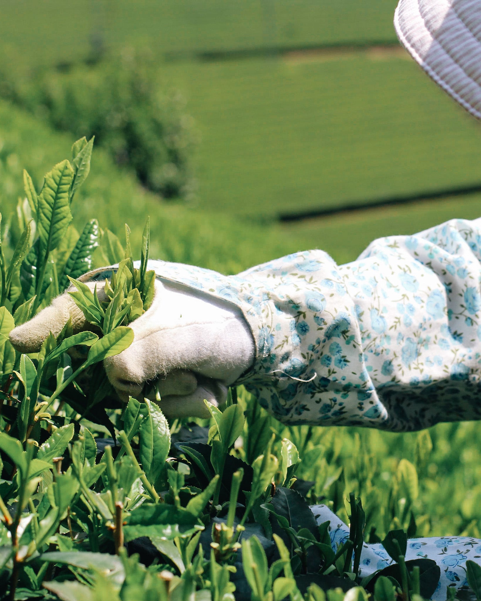 Sumire Sencha – Kettl