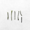 Miyabi Sencha