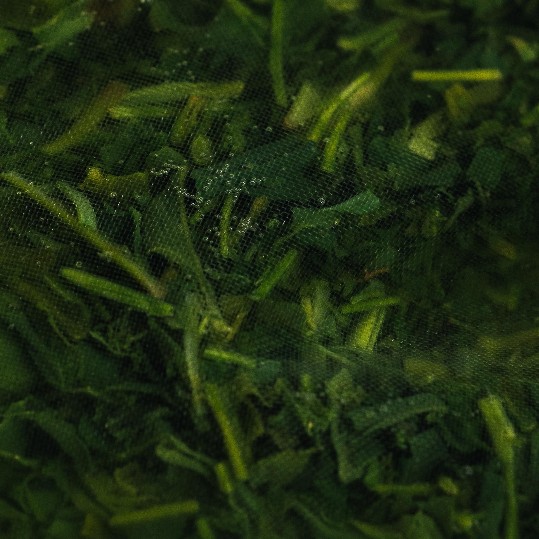 Gyokuro Tea Bags | Pouch