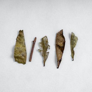 Iribancha Houjicha