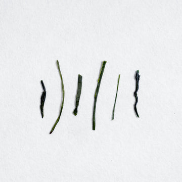Oohashiri Shincha